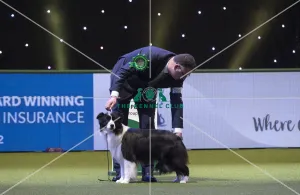 <b class=qtipBold><figcaption>Crufts 2018</figcaption></b><br>Picture shows David Connolly from Togher, Ireland with Roo a Border Collie, at the Best in Show competition, today (Sunday 11.03.18), the fourth and final day of Crufts 2018, at the NEC Birmingham.<br><em>© Flick.digital</em> Crufts 2018