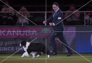 <b class=qtipBold><figcaption>Crufts 2018</figcaption></b><br>Picture shows David Connolly from Togher, Ireland with Roo a Border Collie, at the Best in Show competition, today (Sunday 11.03.18), the fourth and final day of Crufts 2018, at the NEC Birmingham.<br><em>© Flick.digital</em> Crufts 2018