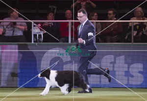 <b class=qtipBold><figcaption>Crufts 2018</figcaption></b><br>Picture shows David Connolly from Togher, Ireland with Roo a Border Collie, at the Best in Show competition, today (Sunday 11.03.18), the fourth and final day of Crufts 2018, at the NEC Birmingham.<br><em>© Flick.digital</em> Crufts 2018