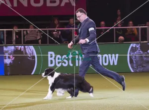 <b class=qtipBold><figcaption>Crufts 2018</figcaption></b><br>Picture shows David Connolly from Togher, Ireland with Roo a Border Collie, at the Best in Show competition, today (Sunday 11.03.18), the fourth and final day of Crufts 2018, at the NEC Birmingham.<br><em>© Flick.digital</em> Crufts 2018