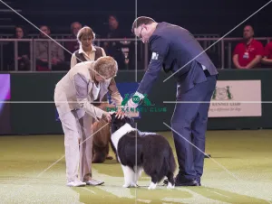 <b class=qtipBold><figcaption>Crufts 2018</figcaption></b><br>Picture shows David Connolly from Togher, Ireland with Roo a Border Collie, at the Best in Show competition, today (Sunday 11.03.18), the fourth and final day of Crufts 2018, at the NEC Birmingham.<br><em>© Flick.digital</em> Crufts 2018