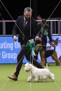 <b class=qtipBold><figcaption>Crufts 2018</figcaption></b><br>Picture shows Ken Crockett from Ireland with Rex a West Highland White Terrier, which was the Best of Breed winner today, (Friday 09.03.18), the second day of Crufts 2018, at the NEC Birmingham.<br><em>© Flick.digital</em> Crufts 2018