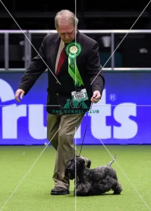 <b class=qtipBold><figcaption>Crufts 2018</figcaption></b><br>Picture shows Nick Fletcher from Dallas, Texas with Nina a Cesky Terrier, which was the Best of Breed winner today, (Friday 09.03.18), the second day of Crufts 2018, at the NEC Birmingham.<br><em>© Flick.digital</em> Crufts 2018