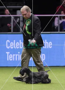<b class=qtipBold><figcaption>Crufts 2018</figcaption></b><br>Picture shows Nick Fletcher from Dallas, Texas with Nina a Cesky Terrier, which was the Best of Breed winner today, (Friday 09.03.18), the second day of Crufts 2018, at the NEC Birmingham.<br><em>© Flick.digital</em> Crufts 2018