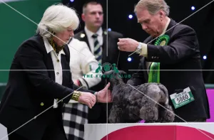 <b class=qtipBold><figcaption>Crufts 2018</figcaption></b><br>Picture shows Nick Fletcher from Dallas, Texas with Nina a Cesky Terrier, which was the Best of Breed winner today, (Friday 09.03.18), the second day of Crufts 2018, at the NEC Birmingham.<br><em>© Flick.digital</em> Crufts 2018