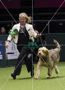 <b class=qtipBold><figcaption>Crufts 2018</figcaption></b><br>Picture shows Rae Ganna from Hilldon with Gossip a Otterhound, which was the Best of Breed winner today, (Friday 09.03.18), the second day of Crufts 2018, at the NEC Birmingham.<br><em>© Flick.digital</em> Crufts 2018