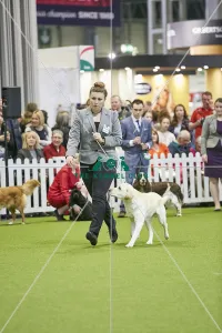 <b class=qtipBold><figcaption>Crufts 2018</figcaption></b><br>Picture shows YKC Handling 17-24 Years (G), (Sunday 11.03.18), the fourth and final day of Crufts 2018, at the NEC Birmingham.<br><em>© Flick.digital</em> Crufts 2018