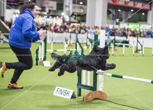 <b class=qtipBold><figcaption>Crufts 2018</figcaption></b><br>Picture shows Agility ABC Small, (Friday 09.03.18), the second day of Crufts 2018, at the NEC Birmingham.<br><em>© Flick.digital</em> Crufts 2018