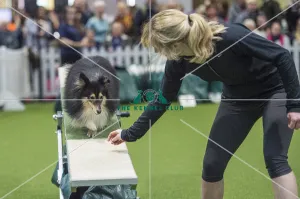 <b class=qtipBold><figcaption>Crufts 2018</figcaption></b><br>Picture shows Agility ABC Small, (Friday 09.03.18), the second day of Crufts 2018, at the NEC Birmingham.<br><em>© Flick.digital</em> Crufts 2018