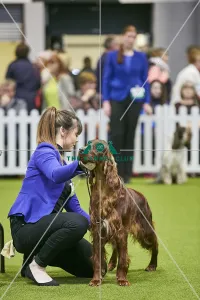 <b class=qtipBold><figcaption>Crufts 2018</figcaption></b><br>Picture shows YKC Handling 17-24 Years (G), (Sunday 11.03.18), the fourth and final day of Crufts 2018, at the NEC Birmingham.<br><em>© Flick.digital</em> Crufts 2018