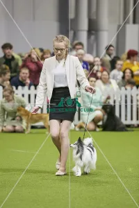 <b class=qtipBold><figcaption>Crufts 2018</figcaption></b><br>Picture shows of Handling 17-24 years, (Saturday 10.03.18), the third day of Crufts 2018, at the NEC Birmingham.<br><em>© Flick.digital</em> Crufts 2018