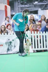 <b class=qtipBold><figcaption>Crufts 2018</figcaption></b><br>Picture shows GCDS SPBO Stakes Grand Final, (Saturday 10.03.18), the third day of Crufts 2018, at the NEC Birmingham.<br><em>© Flick.digital</em> Crufts 2018