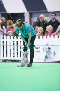 <b class=qtipBold><figcaption>Crufts 2018</figcaption></b><br>Picture shows GCDS SPBO Stakes Grand Final, (Saturday 10.03.18), the third day of Crufts 2018, at the NEC Birmingham.<br><em>© Flick.digital</em> Crufts 2018
