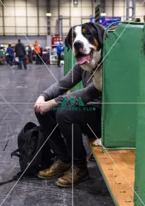 Greater Swiss Mountain Dog Greater Swiss Mountain Dog