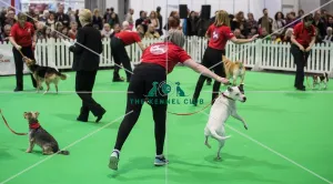 <b class=qtipBold><figcaption>Crufts 2018</figcaption></b><br>Picture shows GCDS Ring - Gold Award Display, (Friday 09.03.18), the second day of Crufts 2018, at the NEC Birmingham.<br><em>© Flick.digital</em> Crufts 2018
