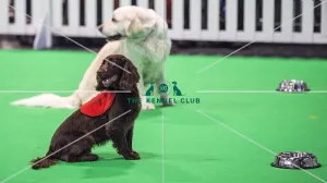 <b class=qtipBold><figcaption>Crufts 2018</figcaption></b><br>Picture shows GCDS Ring - Puppy Foundation Display, (Friday 09.03.18), the second day of Crufts 2018, at the NEC Birmingham.<br><em>© Flick.digital</em> Crufts 2018