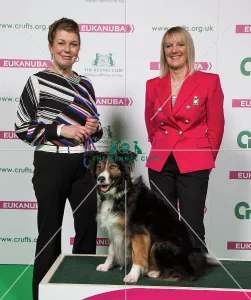 <b class=qtipBold><figcaption>Crufts 2018</figcaption></b><br>Obedience Champion (Bitch) and Reserve (Bitch) - Philamena Barnes with Floozie working sheep dog and Marie Cartwright with Lindy, working sheep dog, (Saturday 10.03.18), the third day of Crufts 2018, at the NEC Birmingham.<br><em>© Flick.digital</em> Crufts 2018