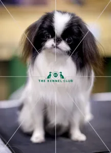 <b class=qtipBold><figcaption>Crufts 2018</figcaption></b><br>Picture shows Hoshi a Japanese Chin, (Saturday 10.03.18), the third day of Crufts 2018, at the NEC Birmingham.<br><em>© Flick.digital</em> Crufts 2018