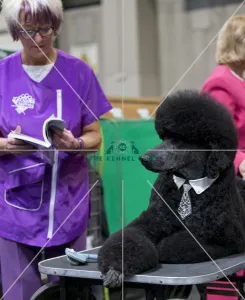 <b class=qtipBold><figcaption>Crufts 2018</figcaption></b><br>Picture shows a Poodle (Standard)'s , (Saturday 10.03.18), the third day of Crufts 2018, at the NEC Birmingham.<br><em>© Flick.digital</em> Crufts 2018
