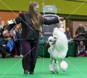 <b class=qtipBold><figcaption>Crufts 2018</figcaption></b><br>Picture shows judging of Poodle (Standard)'s , (Saturday 10.03.18), the third day of Crufts 2018, at the NEC Birmingham.<br><em>© Flick.digital</em> Crufts 2018