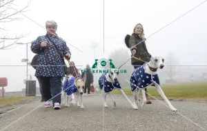 <b class=qtipBold><figcaption>Crufts 2018</figcaption></b><br>Picture shows Whippets arriving with their owner, (Friday 09.03.18), the second day of Crufts 2018, at the NEC Birmingham.<br><em>© Flick.digital</em> Crufts 2018