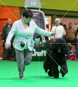 <b class=qtipBold><figcaption>Crufts 2018</figcaption></b><br>Picture shows judging of Poodle (Standard)'s , (Saturday 10.03.18), the third day of Crufts 2018, at the NEC Birmingham.<br><em>© Flick.digital</em> Crufts 2018