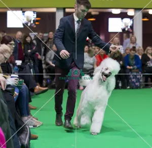 <b class=qtipBold><figcaption>Crufts 2018</figcaption></b><br>Picture shows judging of Poodle (Standard)'s , (Saturday 10.03.18), the third day of Crufts 2018, at the NEC Birmingham.<br><em>© Flick.digital</em> Crufts 2018