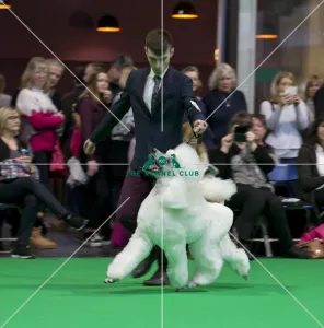 <b class=qtipBold><figcaption>Crufts 2018</figcaption></b><br>Picture shows judging of Poodle (Standard)'s , (Saturday 10.03.18), the third day of Crufts 2018, at the NEC Birmingham.<br><em>© Flick.digital</em> Crufts 2018