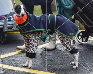 <b class=qtipBold><figcaption>Crufts 2018</figcaption></b><br>Picture shows Whippets arriving with their owner, (Friday 09.03.18), the second day of Crufts 2018, at the NEC Birmingham.<br><em>© Flick.digital</em> Crufts 2018