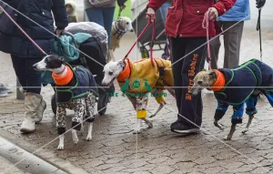 <b class=qtipBold><figcaption>Crufts 2018</figcaption></b><br>Picture shows Whippets arriving with their owner, (Friday 09.03.18), the second day of Crufts 2018, at the NEC Birmingham.<br><em>© Flick.digital</em> Crufts 2018