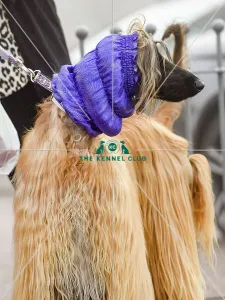 <b class=qtipBold><figcaption>Crufts 2018</figcaption></b><br>Picture shows Afghan Hounds arriving with their owners, (Friday 09.03.18), the second day of Crufts 2018, at the NEC Birmingham.<br><em>© Flick.digital</em> Crufts 2018