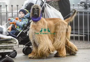 <b class=qtipBold><figcaption>Crufts 2018</figcaption></b><br>Picture shows Afghan Hounds arriving with their owners, (Friday 09.03.18), the second day of Crufts 2018, at the NEC Birmingham.<br><em>© Flick.digital</em> Crufts 2018