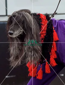 <b class=qtipBold><figcaption>Crufts 2018</figcaption></b><br>Picture shows Afghan Hounds arriving with their owners, (Friday 09.03.18), the second day of Crufts 2018, at the NEC Birmingham.<br><em>© Flick.digital</em> Crufts 2018
