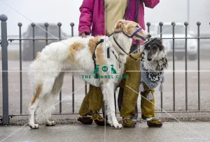 <b class=qtipBold><figcaption>Crufts 2018</figcaption></b><br>Picture shows Afghan Hounds arriving with their owners, (Friday 09.03.18), the second day of Crufts 2018, at the NEC Birmingham.<br><em>© Flick.digital</em> Crufts 2018
