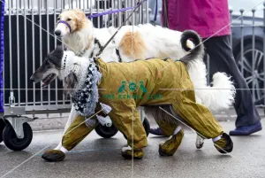 <b class=qtipBold><figcaption>Crufts 2018</figcaption></b><br>Picture shows Afghan Hounds arriving with their owners, (Friday 09.03.18), the second day of Crufts 2018, at the NEC Birmingham.<br><em>© Flick.digital</em> Crufts 2018