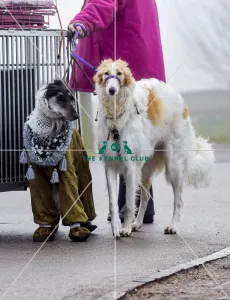 <b class=qtipBold><figcaption>Crufts 2018</figcaption></b><br>Picture shows Afghan Hounds arriving with their owners, (Friday 09.03.18), the second day of Crufts 2018, at the NEC Birmingham.<br><em>© Flick.digital</em> Crufts 2018