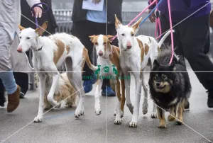 <b class=qtipBold><figcaption>Crufts 2018</figcaption></b><br>Picture shows Ibizan Hounds arriving with their owner, (Friday 09.03.18), the second day of Crufts 2018, at the NEC Birmingham.<br><em>© Flick.digital</em> Crufts 2018
