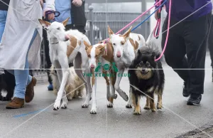 <b class=qtipBold><figcaption>Crufts 2018</figcaption></b><br>Picture shows Ibizan Hounds arriving with their owner, (Friday 09.03.18), the second day of Crufts 2018, at the NEC Birmingham.<br><em>© Flick.digital</em> Crufts 2018