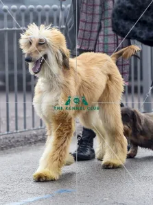 <b class=qtipBold><figcaption>Crufts 2018</figcaption></b><br>Picture shows Afghan Hounds arriving with their owner, (Friday 09.03.18), the second day of Crufts 2018, at the NEC Birmingham.<br><em>© Flick.digital</em> Crufts 2018