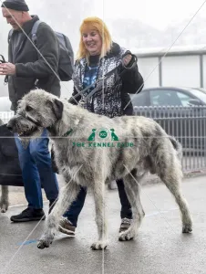 <b class=qtipBold><figcaption>Crufts 2018</figcaption></b><br>Picture shows Irish Wolfhounds arriving with their owner, (Friday 09.03.18), the second day of Crufts 2018, at the NEC Birmingham.<br><em>© Flick.digital</em> Crufts 2018