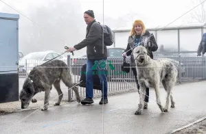 <b class=qtipBold><figcaption>Crufts 2018</figcaption></b><br>Picture shows Irish Wolfhounds arriving with their owner, (Friday 09.03.18), the second day of Crufts 2018, at the NEC Birmingham.<br><em>© Flick.digital</em> Crufts 2018