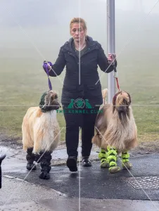 <b class=qtipBold><figcaption>Crufts 2018</figcaption></b><br>Picture shows Afghan Hounds arriving with their owners, (Friday 09.03.18), the second day of Crufts 2018, at the NEC Birmingham.<br><em>© Flick.digital</em> Crufts 2018