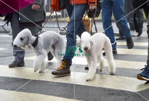 <b class=qtipBold><figcaption>Crufts 2018</figcaption></b><br>Picture shows Bedlington Terriers arriving with their owner, (Friday 09.03.18), the second day of Crufts 2018, at the NEC Birmingham.<br><em>© Flick.digital</em> Crufts 2018