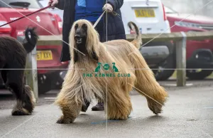 <b class=qtipBold><figcaption>Crufts 2018</figcaption></b><br>Picture shows Afghan Hounds arriving with their owners, (Friday 09.03.18), the second day of Crufts 2018, at the NEC Birmingham.<br><em>© Flick.digital</em> Crufts 2018