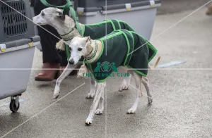 <b class=qtipBold><figcaption>Crufts 2018</figcaption></b><br>Picture shows Whippets arriving with their owner, (Friday 09.03.18), the second day of Crufts 2018, at the NEC Birmingham.<br><em>© Flick.digital</em> Crufts 2018