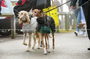 <b class=qtipBold><figcaption>Crufts 2018</figcaption></b><br>Picture shows Greyhounds arriving with their owner, (Friday 09.03.18), the second day of Crufts 2018, at the NEC Birmingham.<br><em>© Flick.digital</em> Crufts 2018