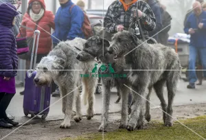 <b class=qtipBold><figcaption>Crufts 2018</figcaption></b><br>Picture shows Irish Wolfhounds arriving with their owner, (Friday 09.03.18), the second day of Crufts 2018, at the NEC Birmingham.<br><em>© Flick.digital</em> Crufts 2018