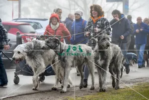 <b class=qtipBold><figcaption>Crufts 2018</figcaption></b><br>Picture shows Irish Wolfhounds arriving with their owner, (Friday 09.03.18), the second day of Crufts 2018, at the NEC Birmingham.<br><em>© Flick.digital</em> Crufts 2018