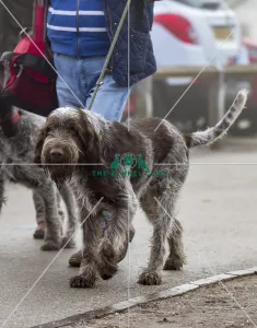 <b class=qtipBold><figcaption>Crufts 2018</figcaption></b><br>Picture shows Wire Haired Pointer arriving with their owner, (Friday 09.03.18), the second day of Crufts 2018, at the NEC Birmingham.<br><em>© Flick.digital</em> Crufts 2018