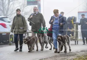 <b class=qtipBold><figcaption>Crufts 2018</figcaption></b><br>Picture shows Wire Haired Pointer arriving with their owner, (Friday 09.03.18), the second day of Crufts 2018, at the NEC Birmingham.<br><em>© Flick.digital</em> Crufts 2018